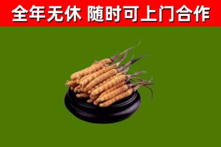 永昌烟酒回收冬虫夏草.jpg